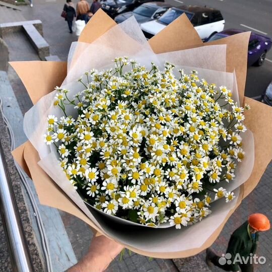 Ромашки Ромашка