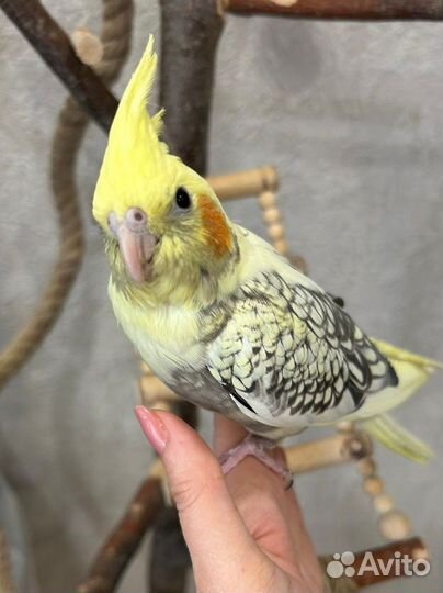Попугай Корелла выкормыш