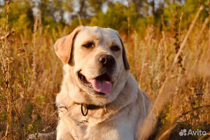 Кобель лабрадора вязка