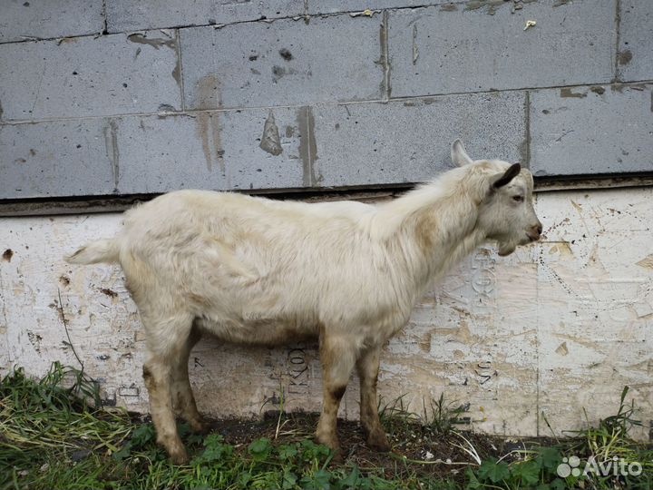 Зааненские козы