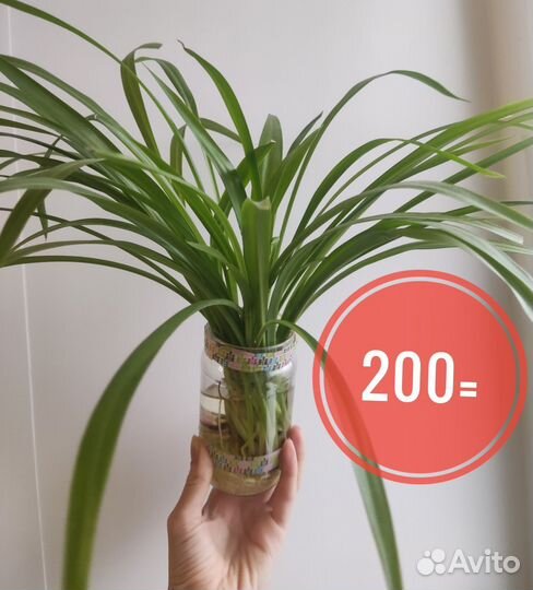 Хлорофитум