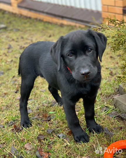 Щенок лабрадора девочка