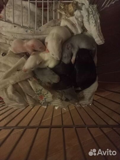 Крыса дамбо бесплатно