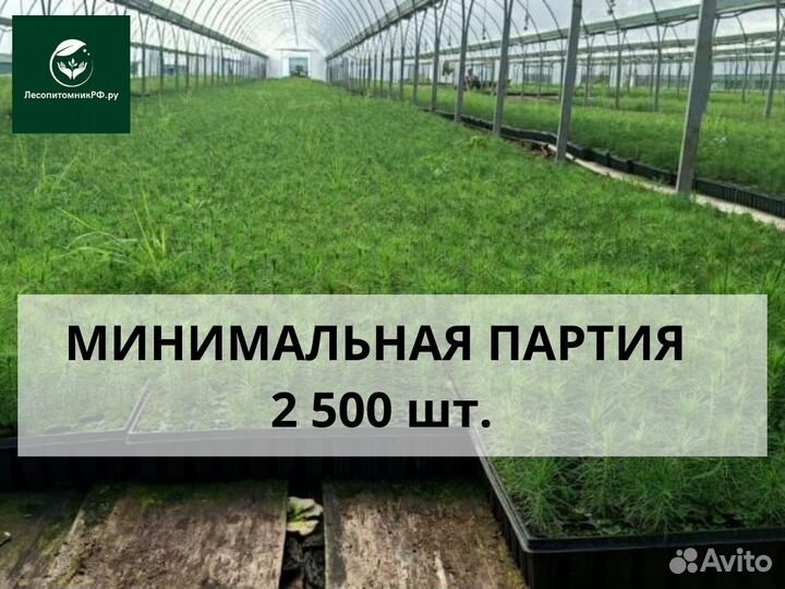 Саженцы сосны зкс