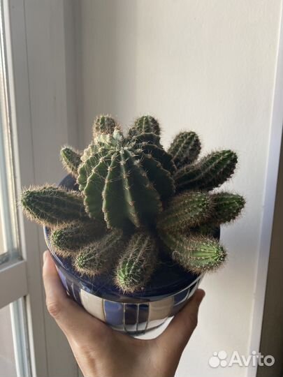 Катус. Комнатные растения. Обмен