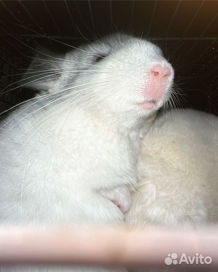 Шиншилла белый Вильсон девочка