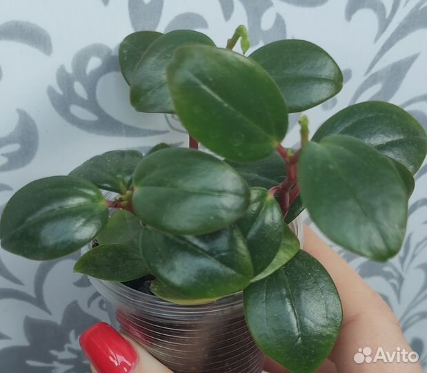 Гинура,сансевиерия, хлорофитум,пелиония,пеперомия