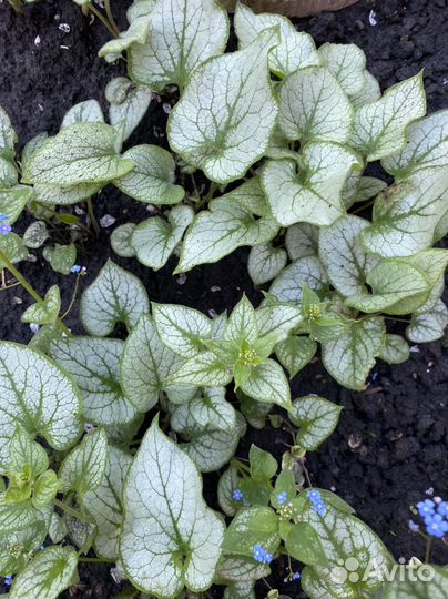 Многолетние цветы