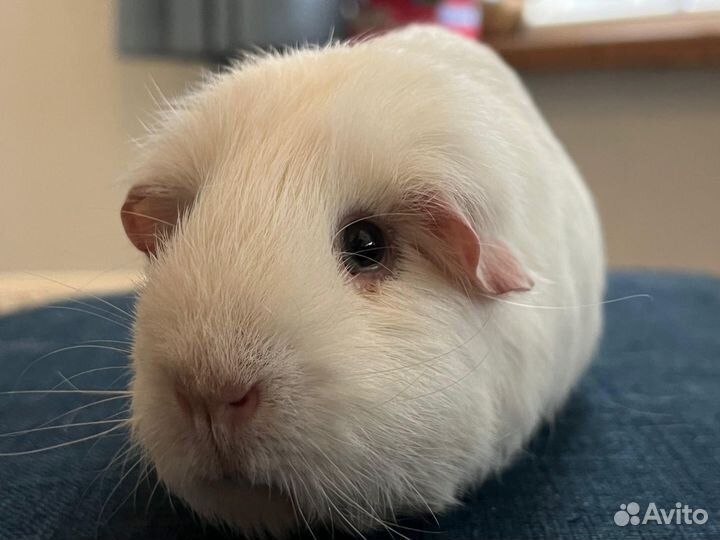 Морская свинка английский селф