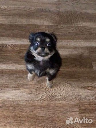 Щенки чихуахуа мини