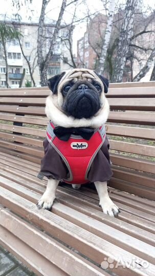 Мопс вязка мальчик