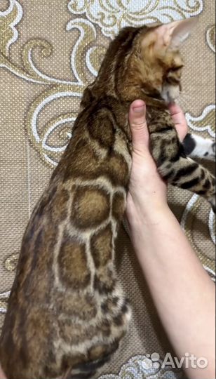 Бенгальские котята
