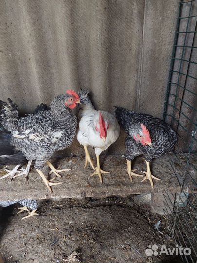 Молодые петухи
