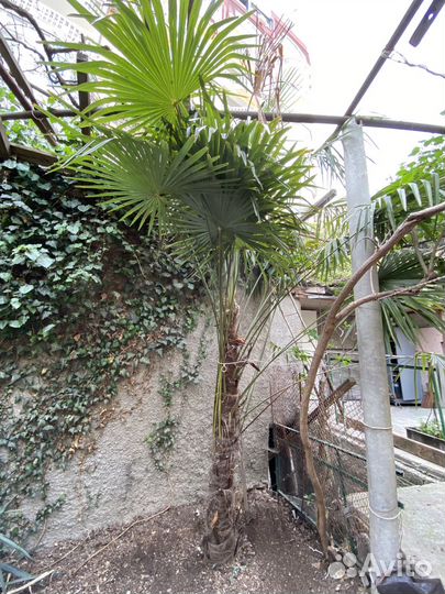 Пальма веерная