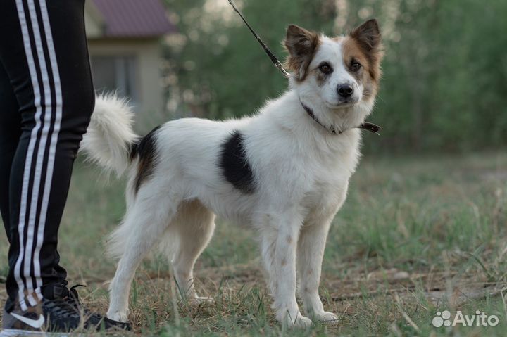 Собачка Умка в добрые руки