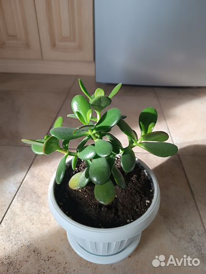 Денежное дерево красула толстянка