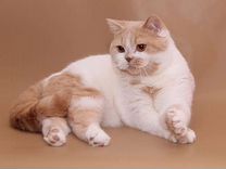 Британский котик кремовый биколор