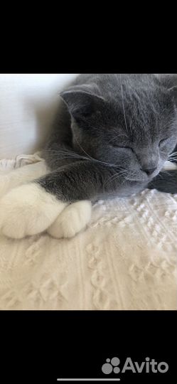 Шотландский кот