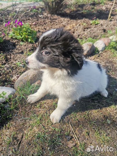 Щенки маленькой породы метис Джек Рассел терьер