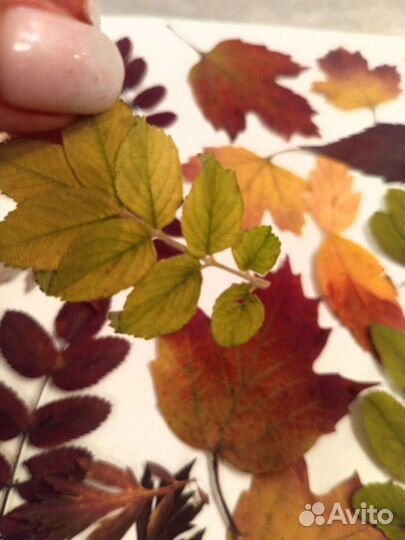 Сухоцветы, листья набор творчества гербарий