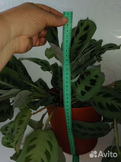 Маранта керховена