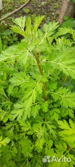 Уличные растения