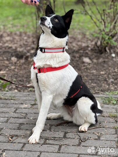 Маленькая собака из приюта