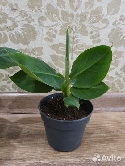 Банан комнатный Кавендиш