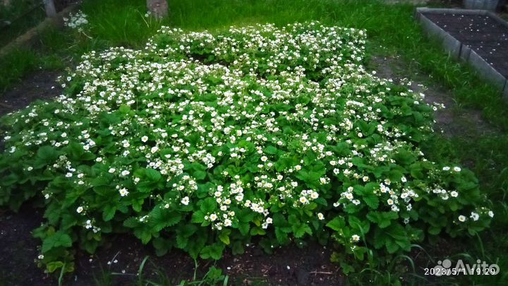 Земляника лесная (саженцы)