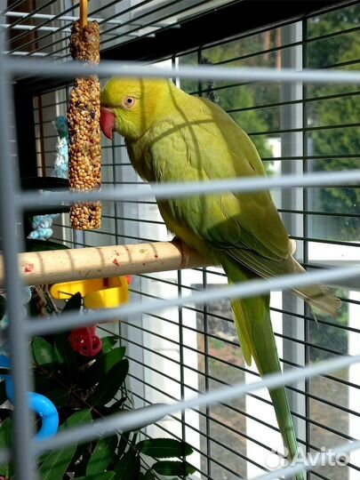 Ожереловый попугай самец