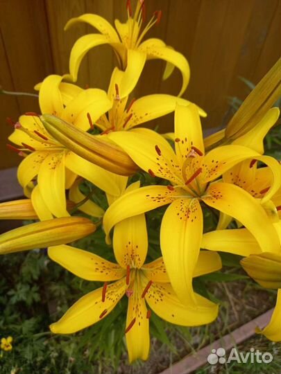 Цветы Лилии луковицы