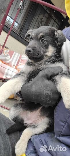 Щенок немецкой овчарки