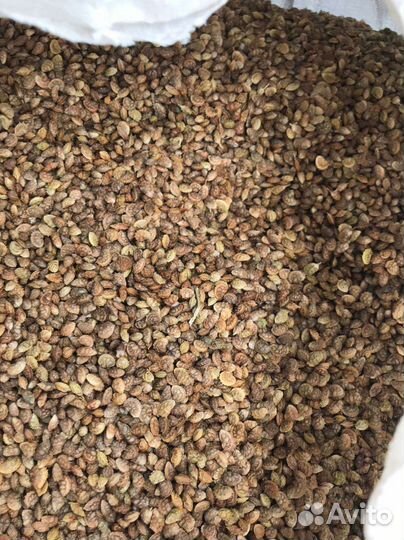 Эспарцет семена