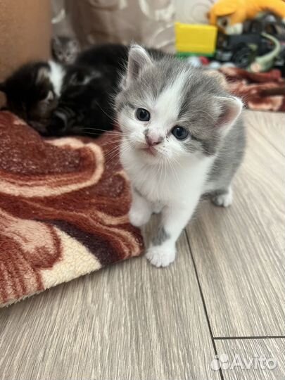 Котята в добрые руки даром бесплатно