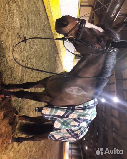 Трензель 13.5