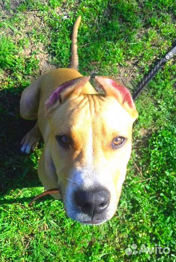 Кинолог. Дрессировка собак. Воспитание щенков