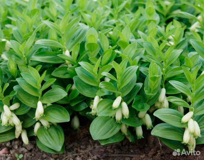 Садовые растения