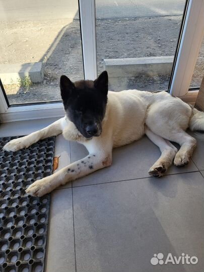 Акита мальчик ищет хозяина