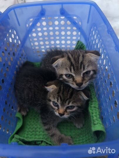 Вислоухие котята в добрые руки