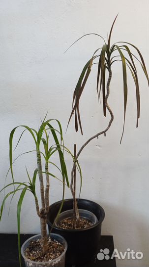 Комнатные растения