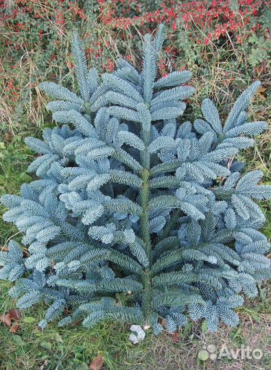 Настоящая Голубая ель. Датский. Лапник Нобилиса. П