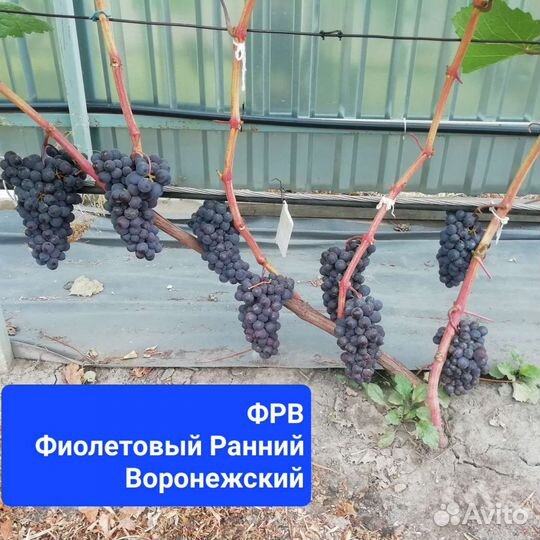 Виноград.Технические(винные) Сорта