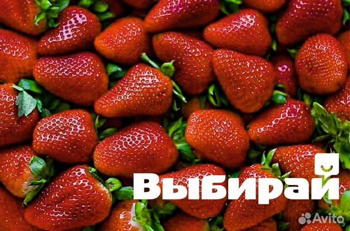 Рассада клубники (32 сорта )