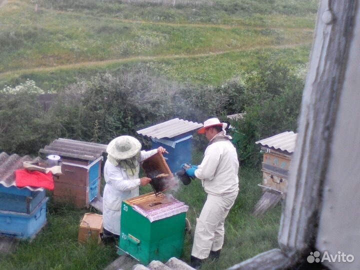 Пчелиные улья, наставочные корпуса, рамки
