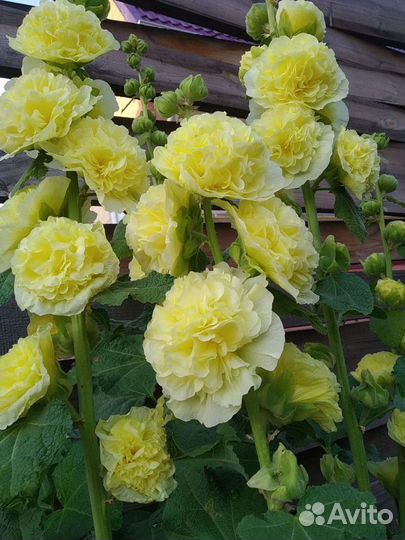 Семена красивых цветов