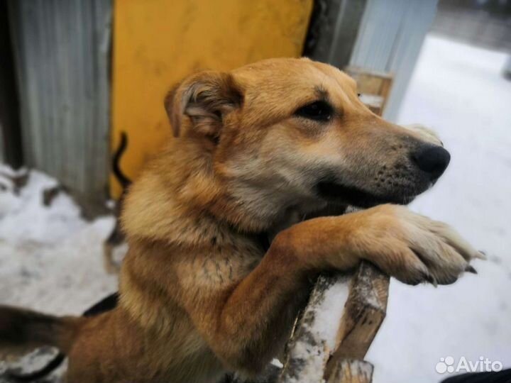 Домашняя лисичка