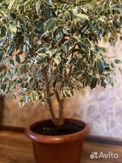 Фикус бенджамина большой