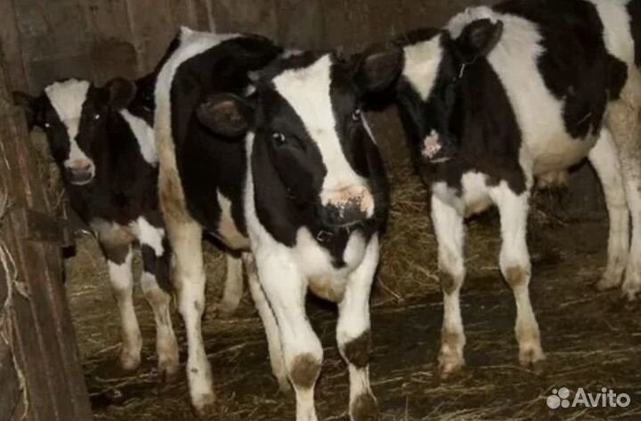 Бычки и телята мясной породы