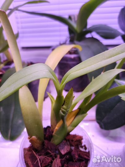 Орхидея брассия