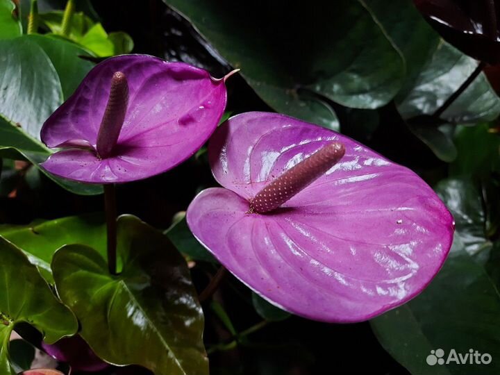 Антуриум Cavalli